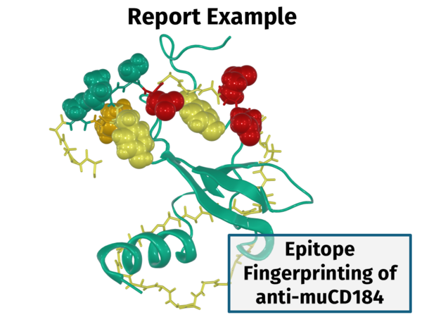 Report: anti-CD184 epitope fingerprint